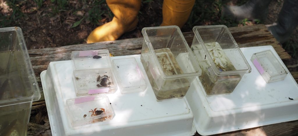 みんなで集めた生き物を種類別に分類した様子