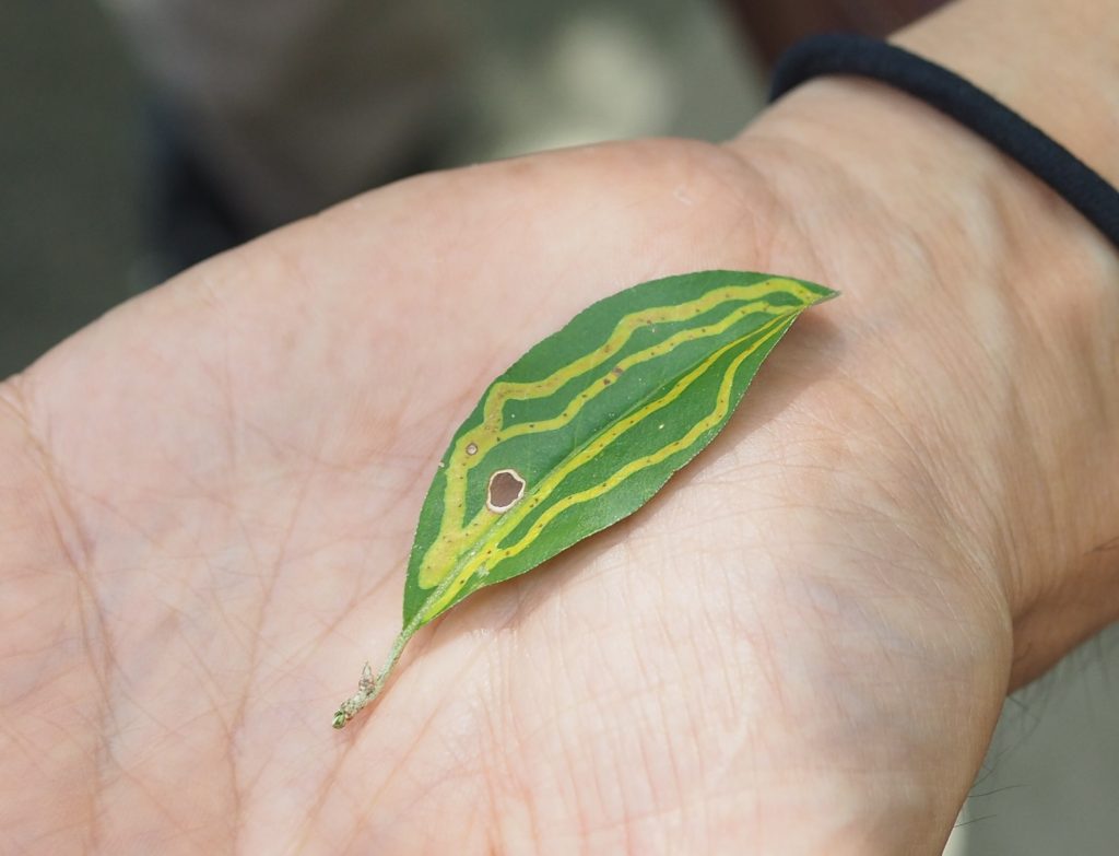 虫食いの跡が残る葉っぱ