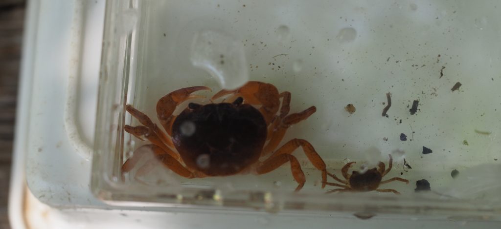 同じ上流部のほかの人が掴まえたカニと私の小さなカニ