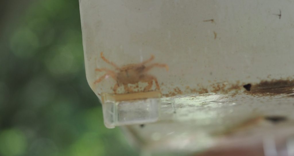 私が掴まえた小さなサワガニ